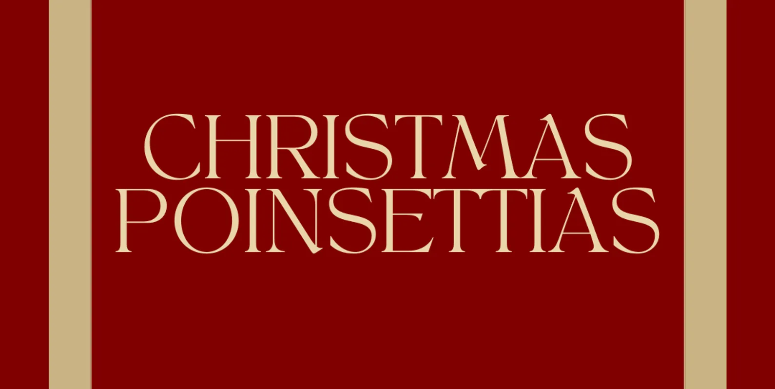 Christmas Poinsettias